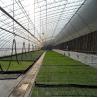 Buy cheap Agriculture Farming Solar Hydroponic Greenhouse Passive Solar from wholesalers