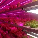 jx-container-greenhouse Vertical Plant Factories for Growing Vegetable Fruits
