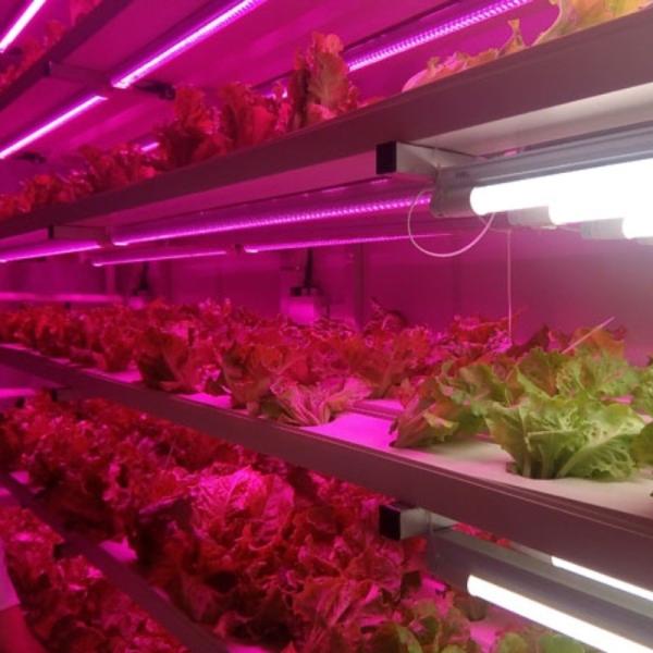 jx-container-greenhouse Vertical Plant Factories for Growing Vegetable Fruits