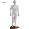 Buy cheap 178CM Acupuncture Human Body Model from wholesalers