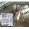 Buy cheap Farming PSF-01 Goat Plastic Slat Floor Poultry Goat 700mm from wholesalers