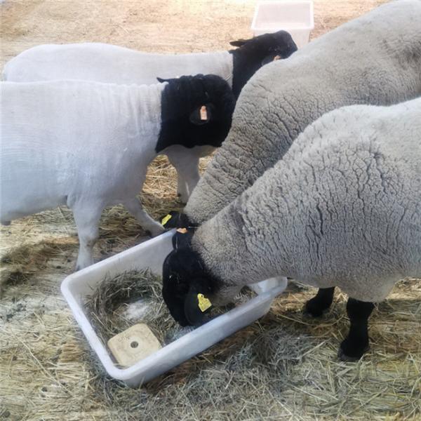 Buy cheap Plastic 100mm Livestock Ear Tags Sheep Goat TPU Yellow from wholesalers