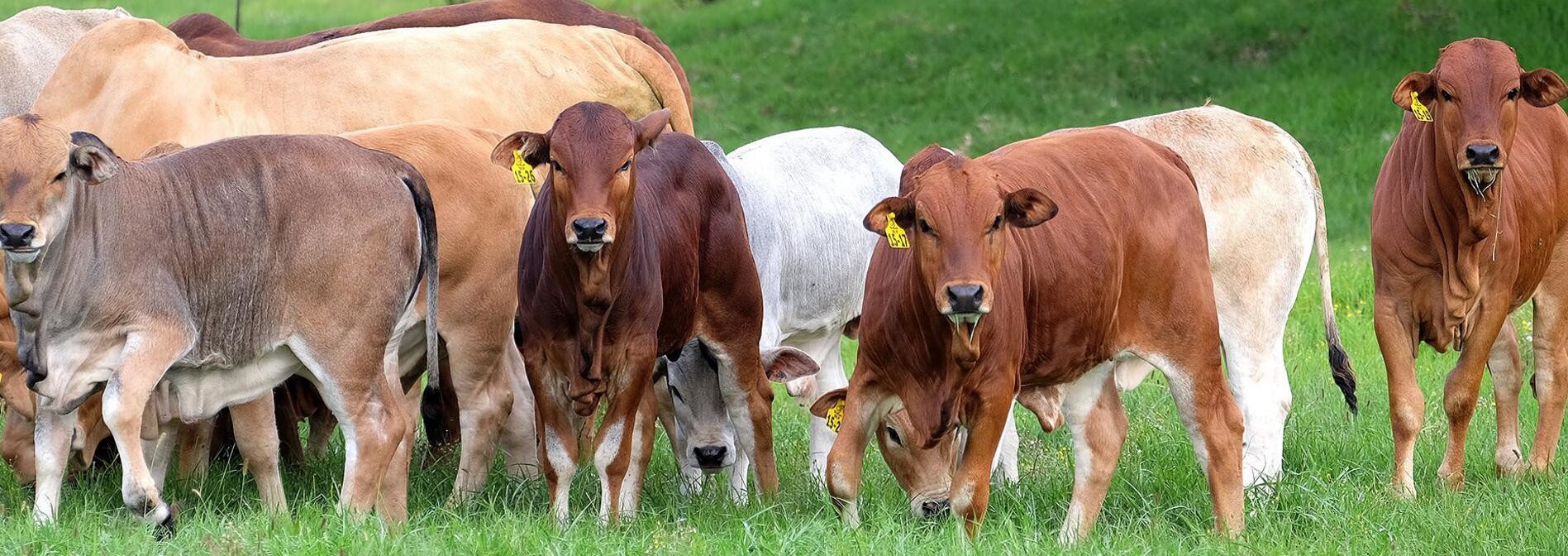 Long Range LF Rfid Animal Tags , Identification Ear Tag For Livestock Management