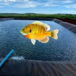 Waterproof Industrial Design Style LLDPE Geomembrane Liners for Aquaculture