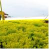 Buy cheap Plastic Square Assemble Green Roof Tray Systems for Sustainable Planting Solutions from wholesalers