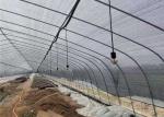 Plastic Film Covered Single Tunnel Greenhouse For Seed Breeding / Beans