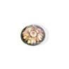 Buy cheap Degradable Plastic Disposable Sushi Trays with Transparent Pet Lid from wholesalers