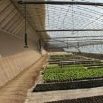 Film Covered Sunlight-Enhanced Greenhouse for Cucumber Cultivation in Sand