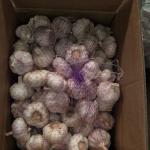 China fresh garlic export to Brazil by Pioneer garlic group. 6.0 cm normal white