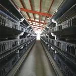60-110 Days Baby Chicken Galvanized Multi Poultry Broiler Cage Chicken Raising
