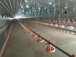 Prefab Steel Structure Chicken House Fireproof Farm Steel Frame Building
