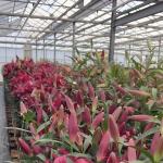 Chinese Origin Glass Greenhouse Canopy for Flowers 30-Day Return 100.000kg Gross