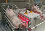 Buy cheap baby pig used nursery weaning crate weaning fence for piglets from wholesalers