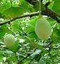 Buy cheap Taixing Gingko(Buddha finger) from wholesalers