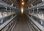 Wire Design Chicken Poultry Cage , Chick Rearing Cage Less Than 0.05% Egg Broken