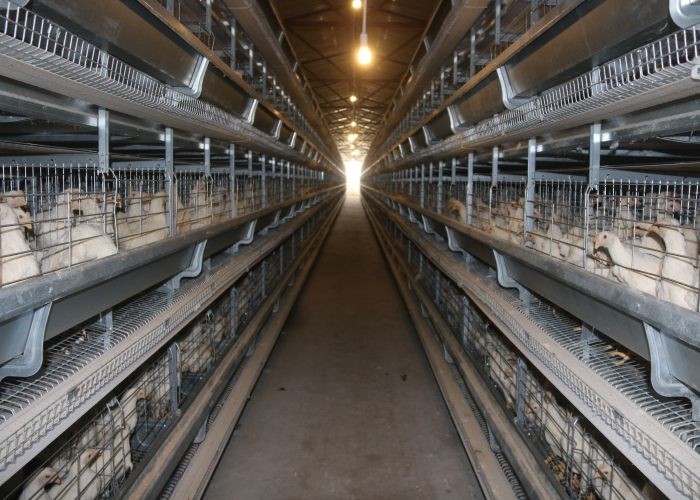 Energy Saving Automatic Poultry Watering Systems / Automatic Drinker Poultry