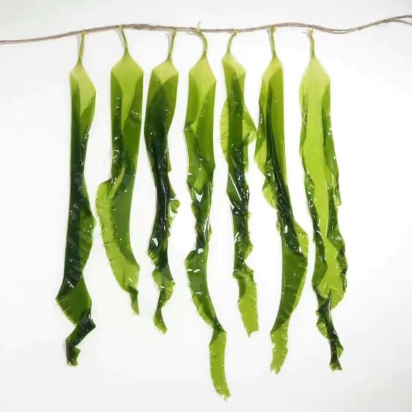 Buy cheap Japanese Ingredient Brown Algae Dried Kelp Kombu Sprouts Nutrient Rich Superfood With HACCP Certification from wholesalers
