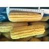 Buy cheap 100% Fresh IQF Frozen Vegetables , High Grade Whole Sweet Sticky Corn from wholesalers