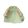 Buy cheap Safe and Comfortable Plant Reproduction Resin Customized Fit for Sensitive Patients from wholesalers