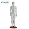 Buy cheap 46cm Human Acupuncture Model from wholesalers