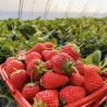 Buy cheap Water Pipe Tunnel Greenhouse for Agriculture and Vegetables in Greenhouse Farming from wholesalers