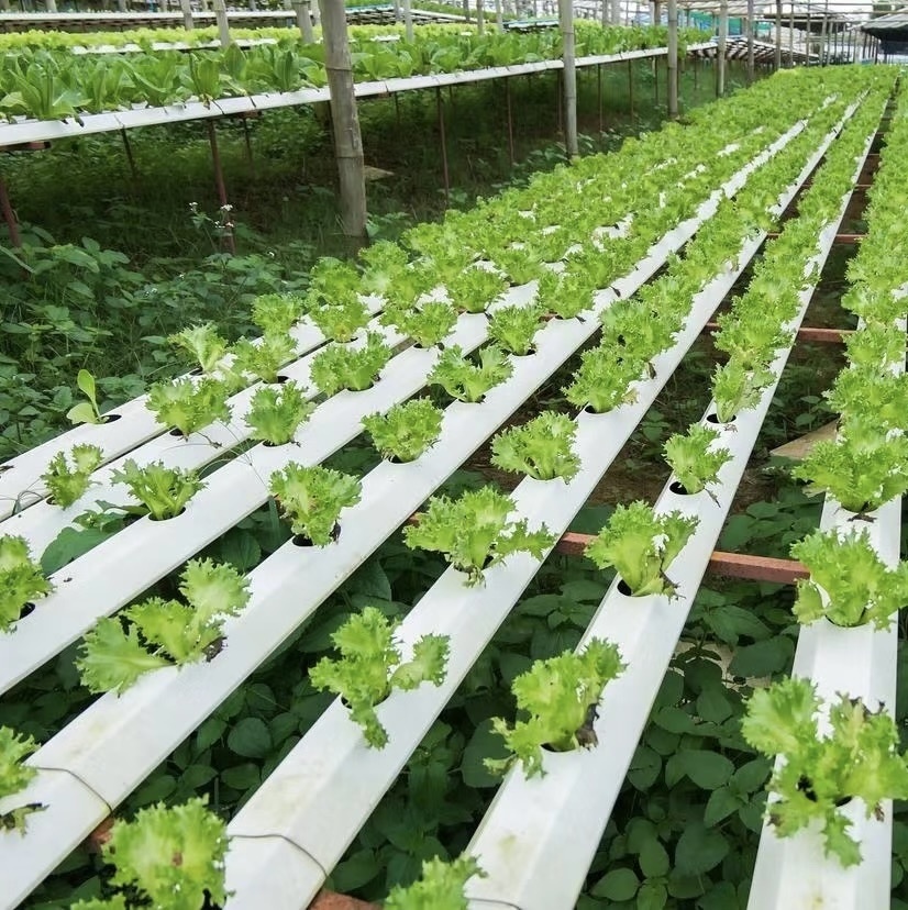 Drip Irrigation Tunnel Greenhouse for Vegetables