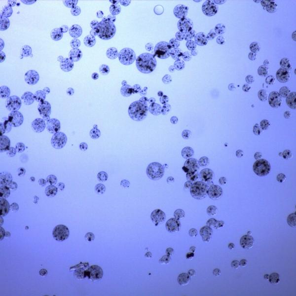 Buy cheap Carboxyl Magnetic Agarose Beads For Protein Purification 20% Volume Ratio 50 mL from wholesalers