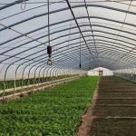 JX-A0078 Large Film Solar Greenhouses Steel Structure Single Span Tunnel