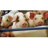 Buy cheap Swine Feed Additives Feed Acidifier Boosted With Organic Acid from wholesalers