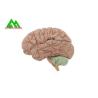 Buy cheap Natural Looking Human Anatomical Brain Model For Medical Students from wholesalers