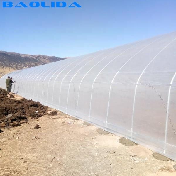 Quality Single Span Plastic Tunnel Strawberry Greenhouse With 150 Micron Film for sale