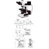 Buy cheap 600X Plan LWD Industry Trinocular Metallurgical Optical Microscope A13.0203 from wholesalers