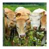Buy cheap 8ft Height Agriculture Field 100m Veld Span Field Fence for Outdoor Animal Fencing Net from wholesalers