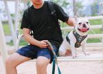 Large Dog Walking Harness Vest For Car And Walking 32cm To 40cm Neck