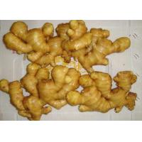 Buy cheap 6.5kg pack 200g Brightly Yellow Air Dried Ginger product