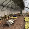 Buy cheap 100.000kg Customization Flower Planting Drip Irrigation Vegetable Sunlight Greenhouse from wholesalers