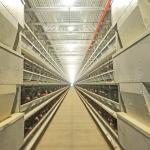 Buy cheap HDG Automatic Poultry Feeding System 8.67m/Min 0.75kw Chicken Cage Feeder from wholesalers