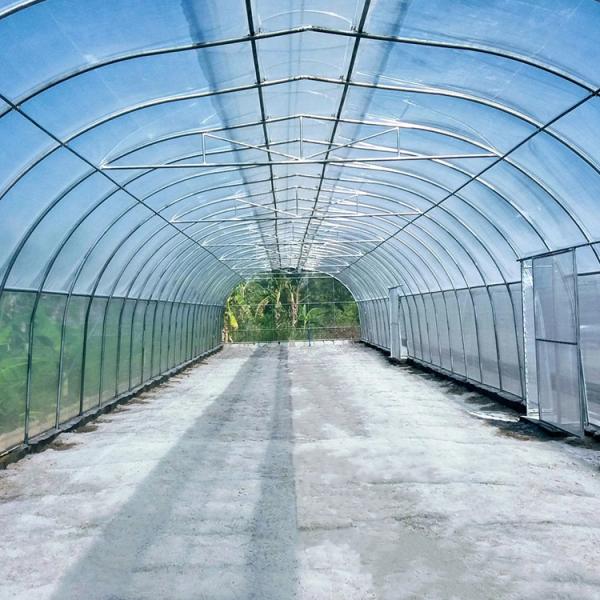 Buy cheap Umbrella Roof Vent Single Span Greenhouse For Tropics Hydroponic Growing from wholesalers