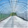 Buy cheap Agriculture Single Span Single Tunnel Umbrella Roof Vent Greenhouse For Hot Area from wholesalers