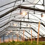 Turnkey Project Usa Tunnel Automatic Blackout Greenhouse Agricultural Plant