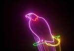 500MW Outdoor Laser Stage Lighting , DMX512 13CH ILDA Full Color Animation Laser