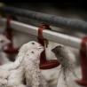 Buy cheap OEM ODM Chicken Farm Equipment Poultry Farming Drinker And Feeder from wholesalers