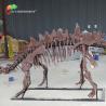 Buy cheap ISO Zigong Real Size Dinosaur Skeleton Replica For Museum Exhibition from wholesalers