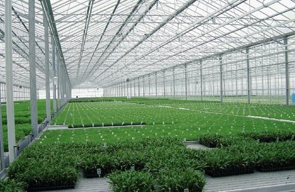 Snow Resistance PC Sheet Greenhouse Gutter Height 3.0-6.0m For Plant Vegetable