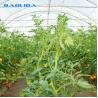 Buy cheap Anti Insect Small Outdoor Grow Tent For Polytunnel Commercial Film Greenhouse from wholesalers