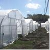 Buy cheap Tunnel Agriculture 8m Greenhouse Plastic Film Polyethylene Film Greenhouse from wholesalers