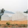 Buy cheap Agriculture Single Span Single Tunnel Umbrella Roof Vent Greenhouse For Hot Area from wholesalers