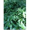 Buy cheap Pollution Free 7cm Fresh Bamboo Leaves For Decorating Sushi from wholesalers