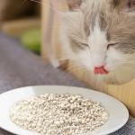 Bulk Cassava Litter Low Dust White Fast Clumping Cat Litter 100% Plant