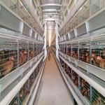 192 Chickens / Set H Type Battery Chicken Cage Chicken Farming Cage Automatic